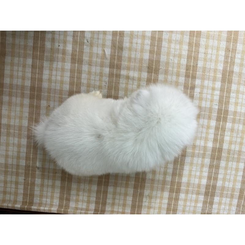 販売中の千葉県のサモエド-399565の5枚目