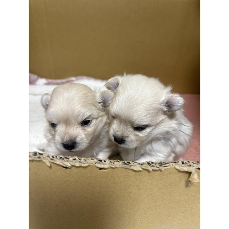 販売中の茨城県のミックス犬-399587の5枚目