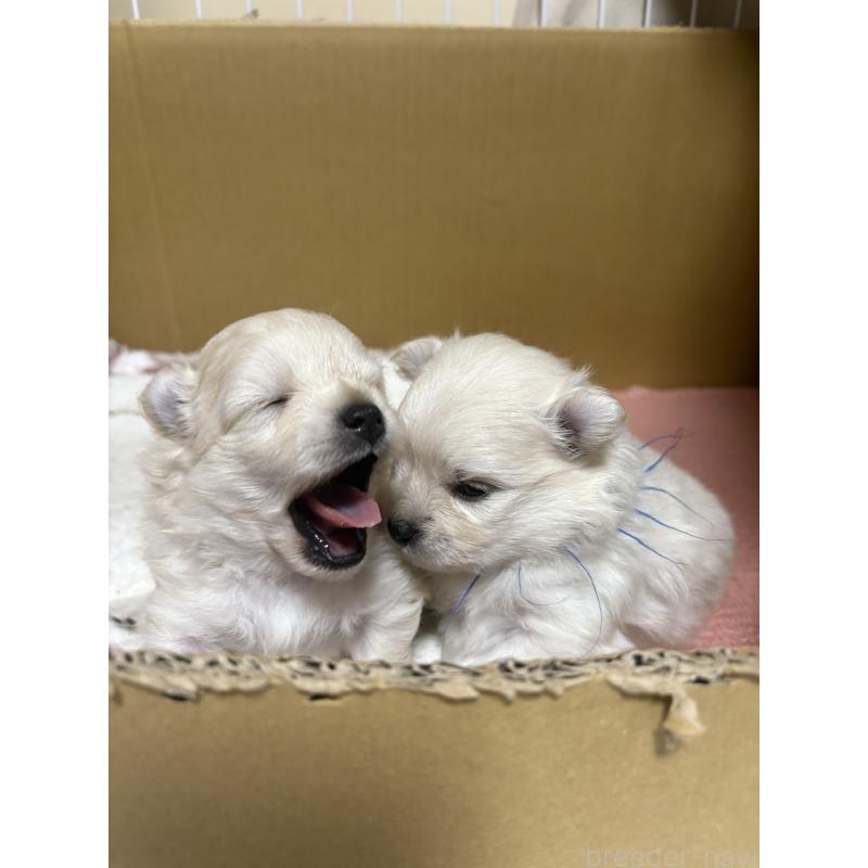 販売中の茨城県のミックス犬-399587の4枚目