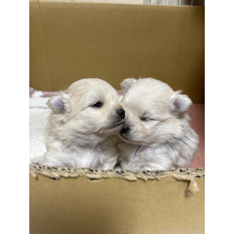 販売中の茨城県のミックス犬-399587の3枚目
