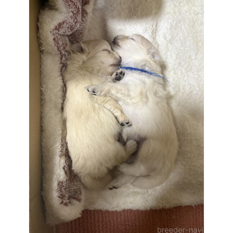 販売中の茨城県のミックス犬-399587の2枚目