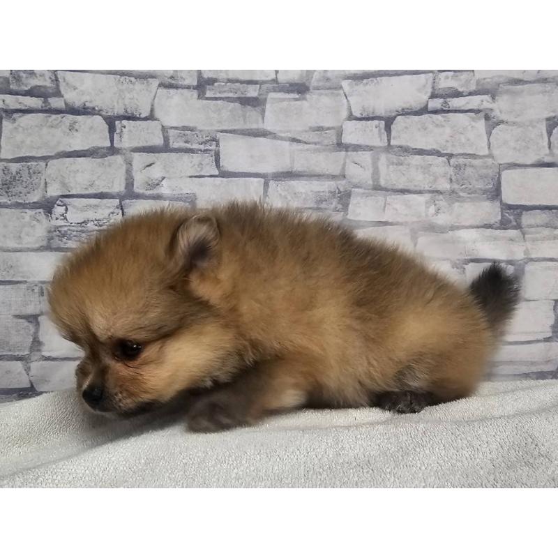 販売中の埼玉県のポメラニアン-399591の12枚目