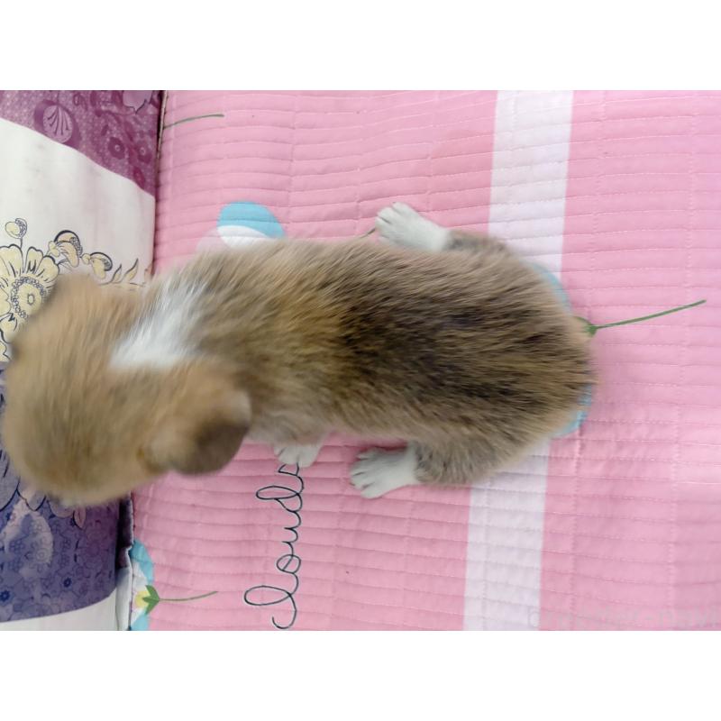 販売中の愛知県のウェルシュコーギーペンブローク-399609の2枚目