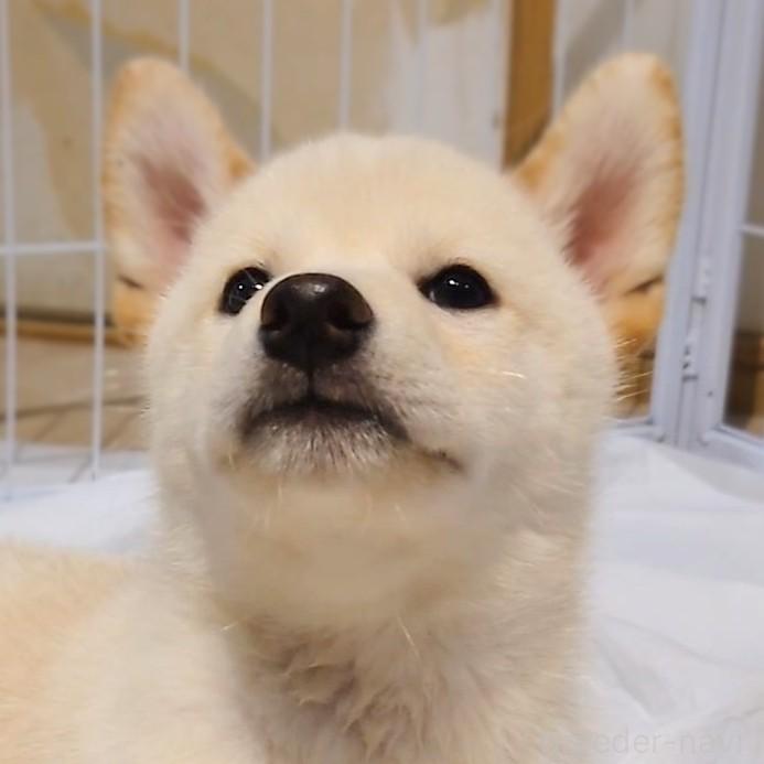 成約済の大阪府の柴犬-393163の9枚目