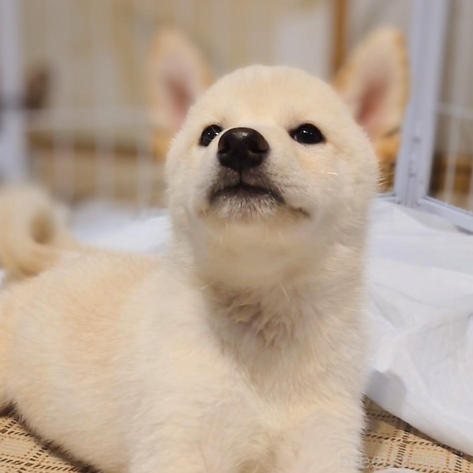 成約済の大阪府の柴犬-393163の8枚目