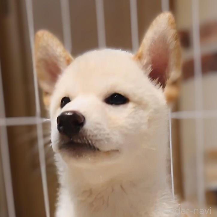成約済の大阪府の柴犬-393163の7枚目