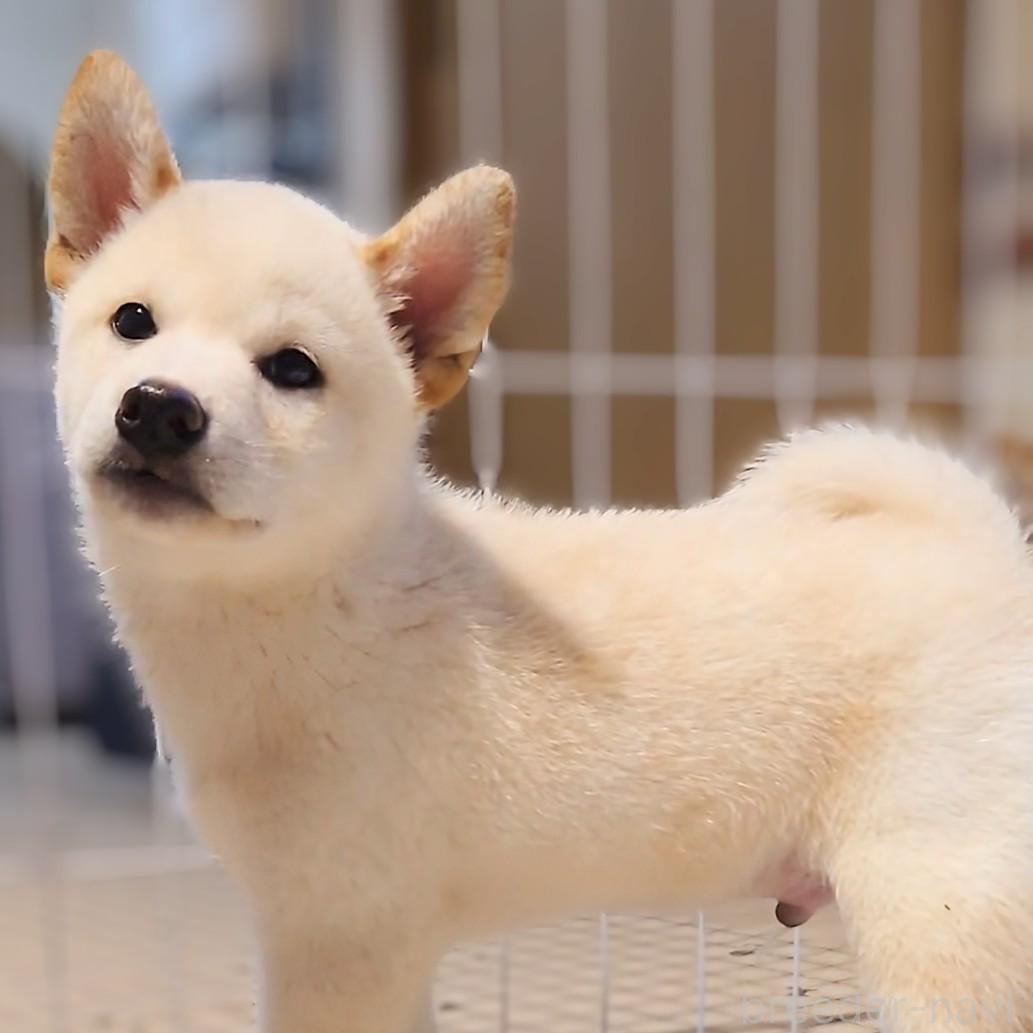 販売中の大阪府の柴犬-393163