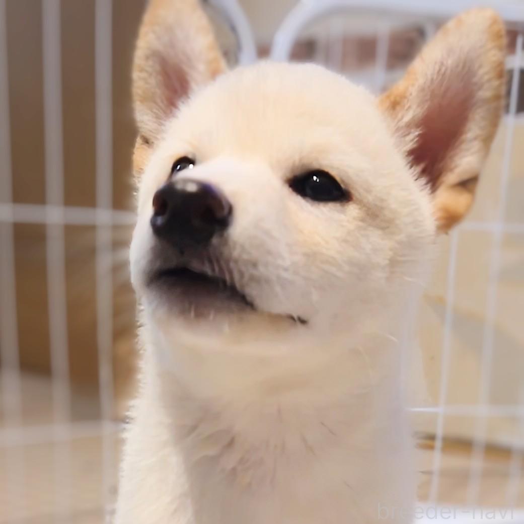 成約済の大阪府の柴犬-393163の6枚目