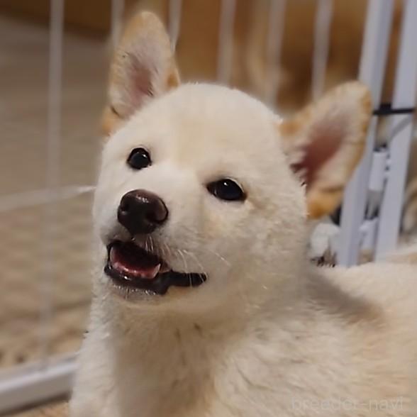 成約済の大阪府の柴犬-393163の5枚目