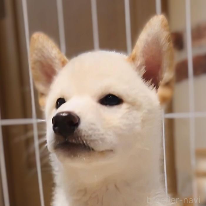 成約済の大阪府の柴犬-393163の4枚目