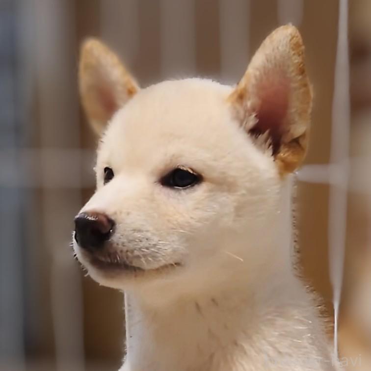 成約済の大阪府の柴犬-393163の3枚目