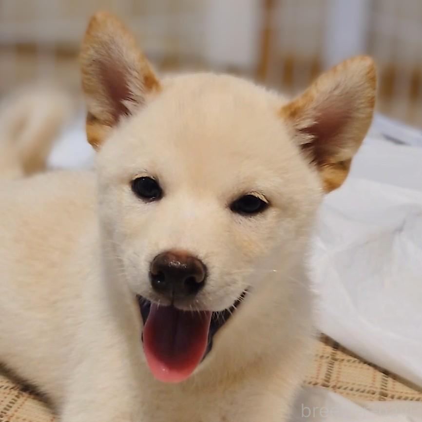 成約済の大阪府の柴犬-393163の2枚目