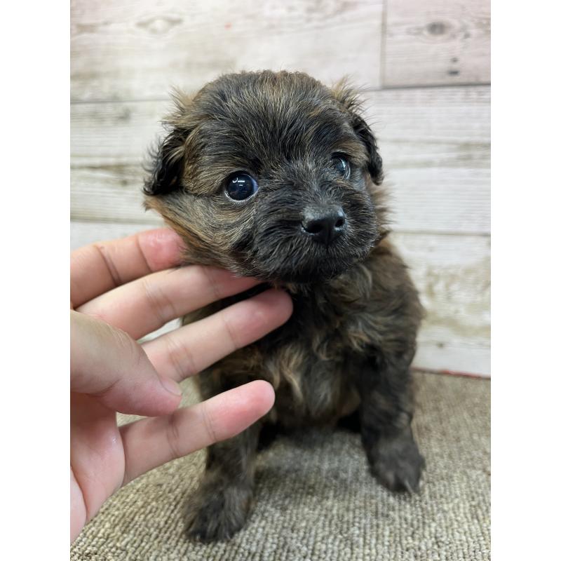 販売中の兵庫県のポメプー:ポメラニアン×トイプードル-399613の8枚目