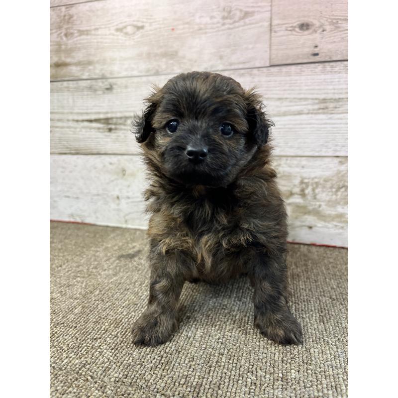 販売中の兵庫県のポメプー:ポメラニアン×トイプードル-399613の5枚目