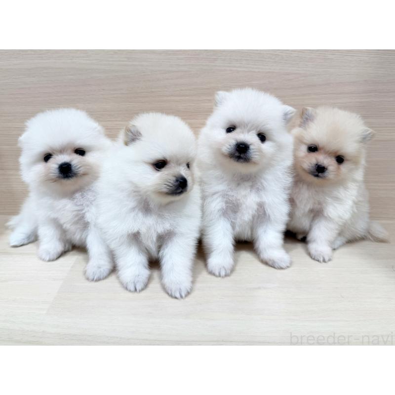 販売中の東京都のポメラニアン-399617の3枚目