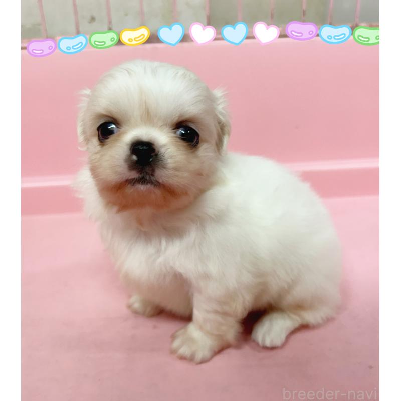 販売中の東京都のその他の犬種-399618の5枚目