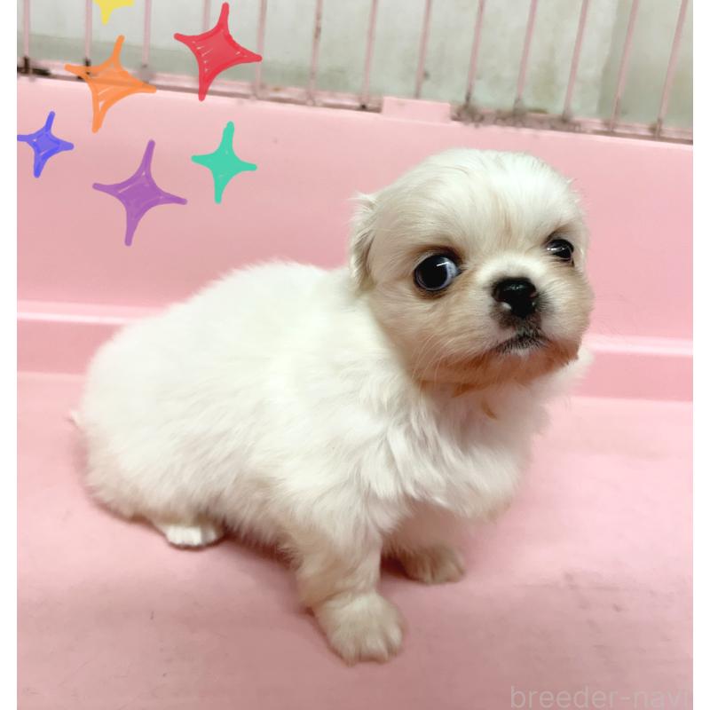 販売中の東京都のその他の犬種-399618の4枚目