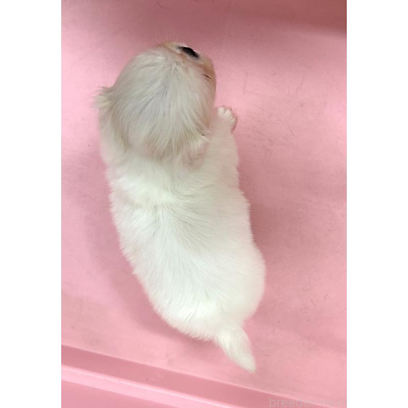 販売中の東京都のその他の犬種-399618の3枚目