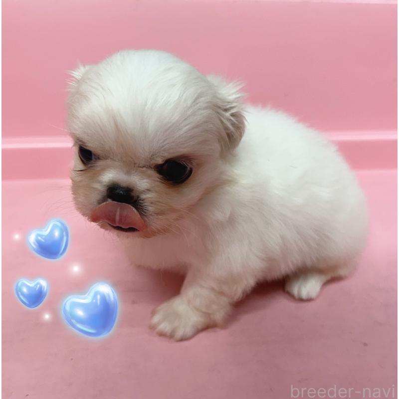 販売中の東京都のその他の犬種-399618の2枚目