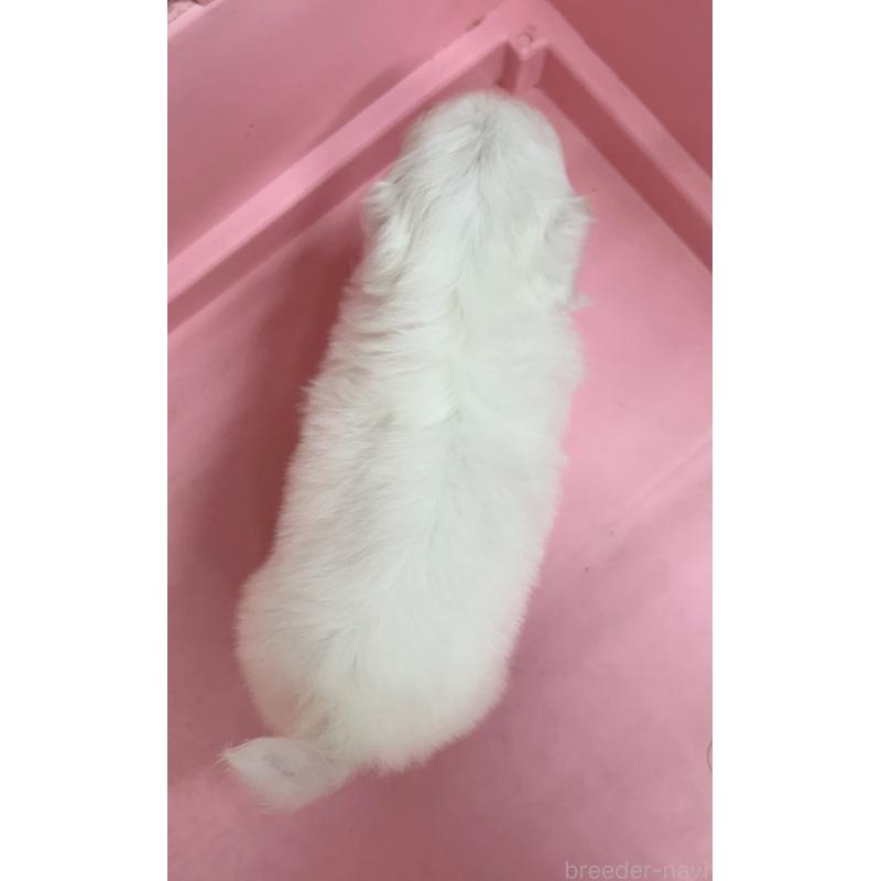 販売中の東京都のその他の犬種-399619の4枚目