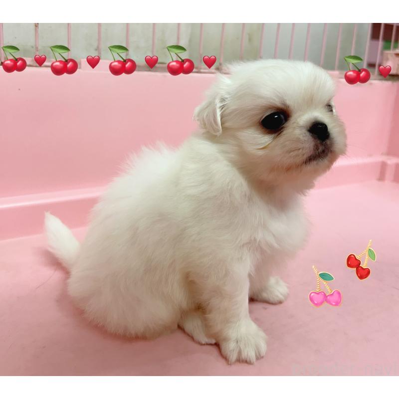 販売中の東京都のその他の犬種-399619の3枚目