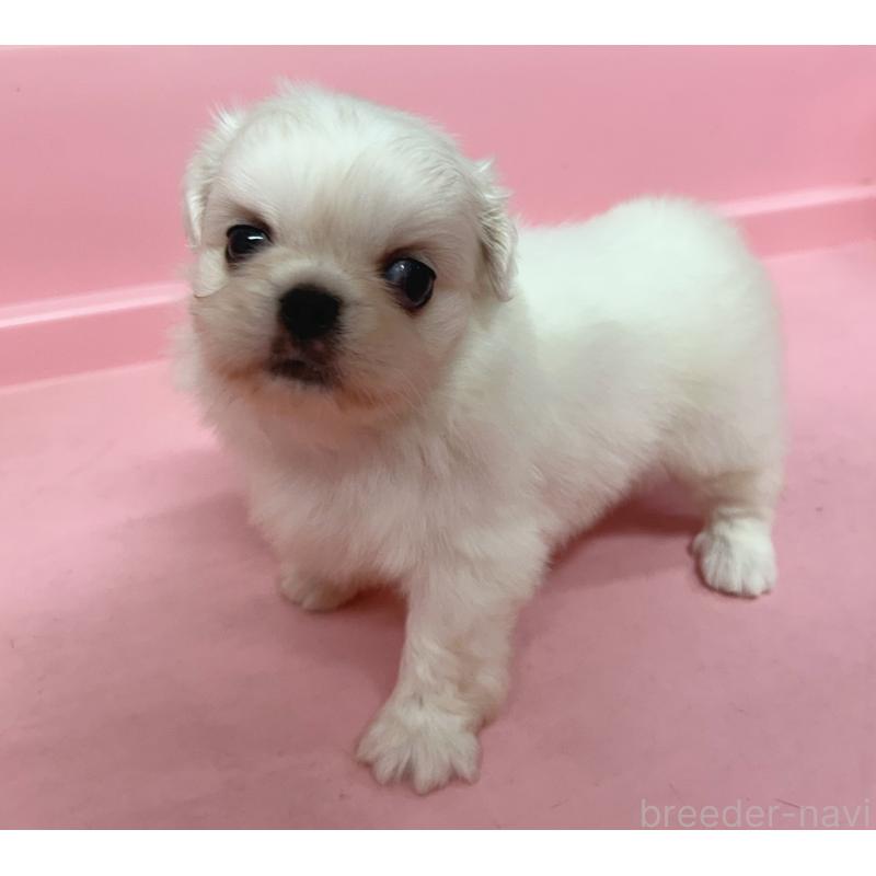 販売中の東京都のその他の犬種-399619の2枚目