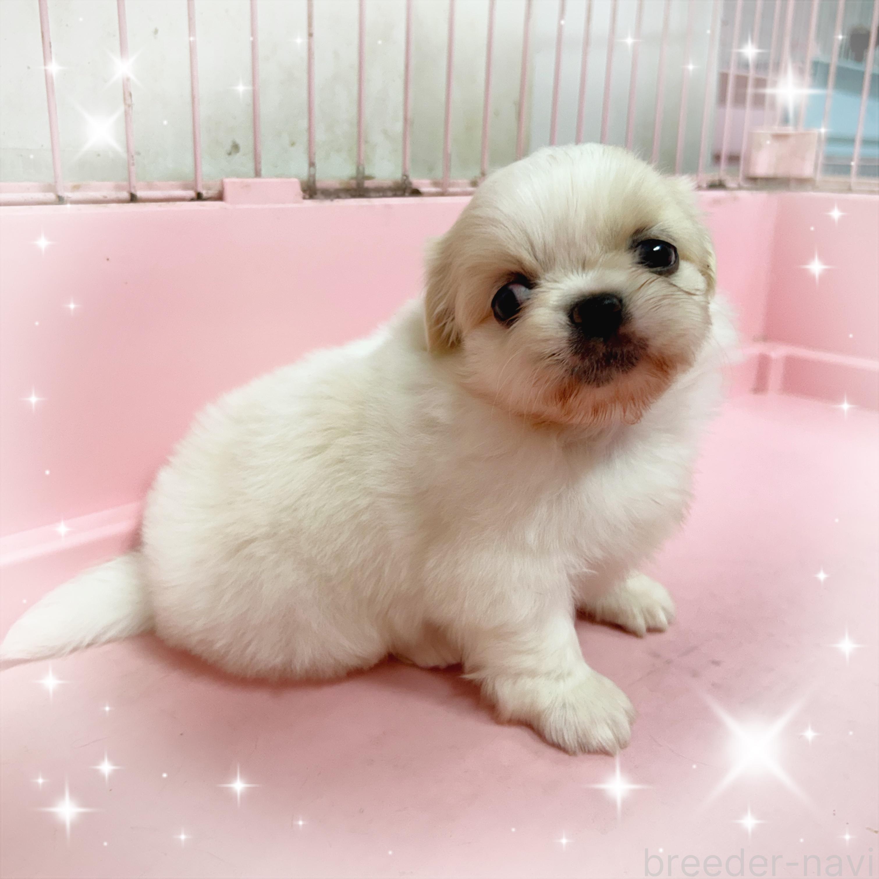 販売中の東京都のその他の犬種-399622の1枚目