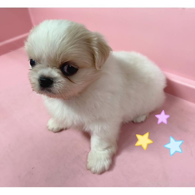販売中の東京都のその他の犬種-399622の4枚目