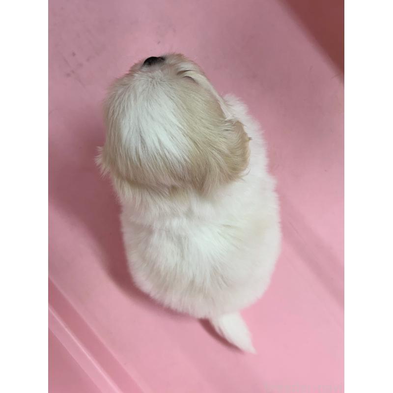 販売中の東京都のその他の犬種-399622の3枚目