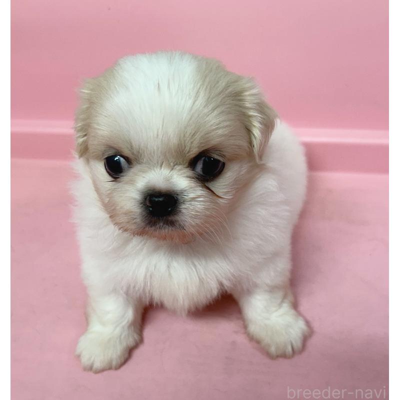 販売中の東京都のその他の犬種-399622の2枚目
