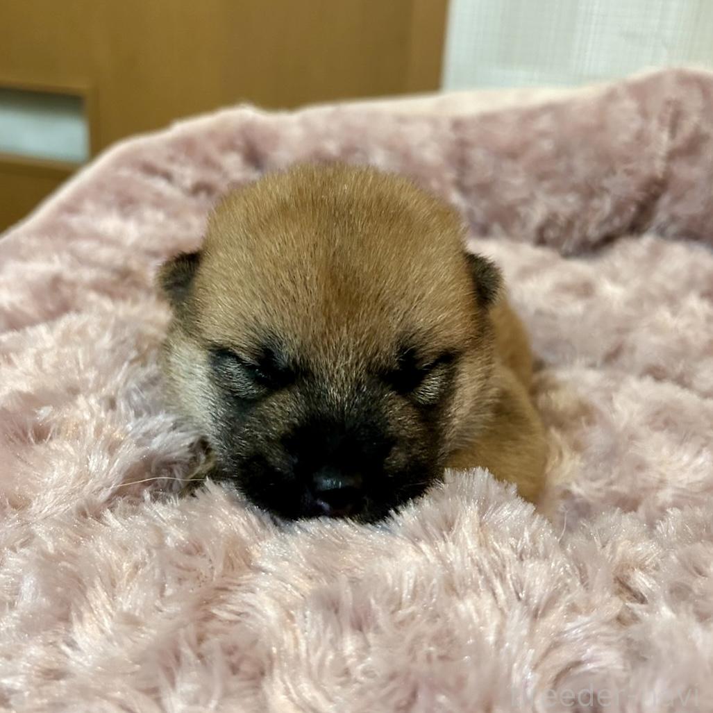 販売中の大阪府の柴犬-399626の1枚目