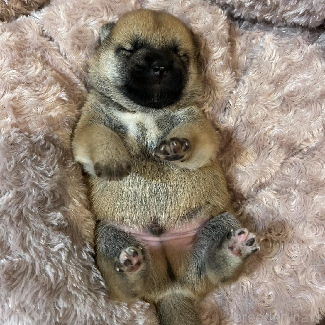 販売中の大阪府の柴犬-399626の4枚目