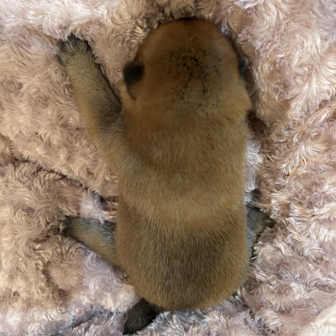 販売中の大阪府の柴犬-399626の3枚目