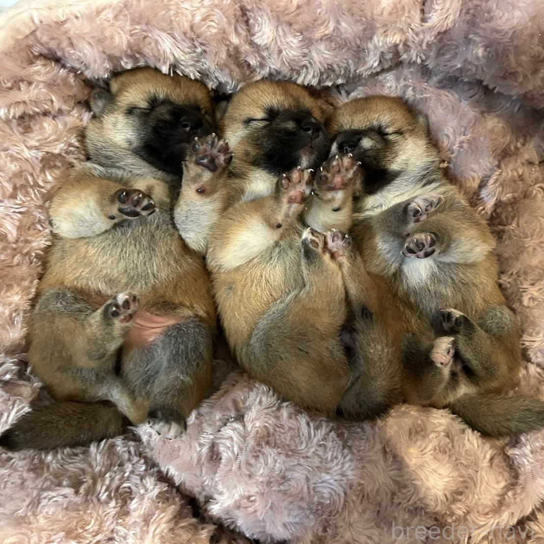 販売中の大阪府の柴犬-399626の2枚目
