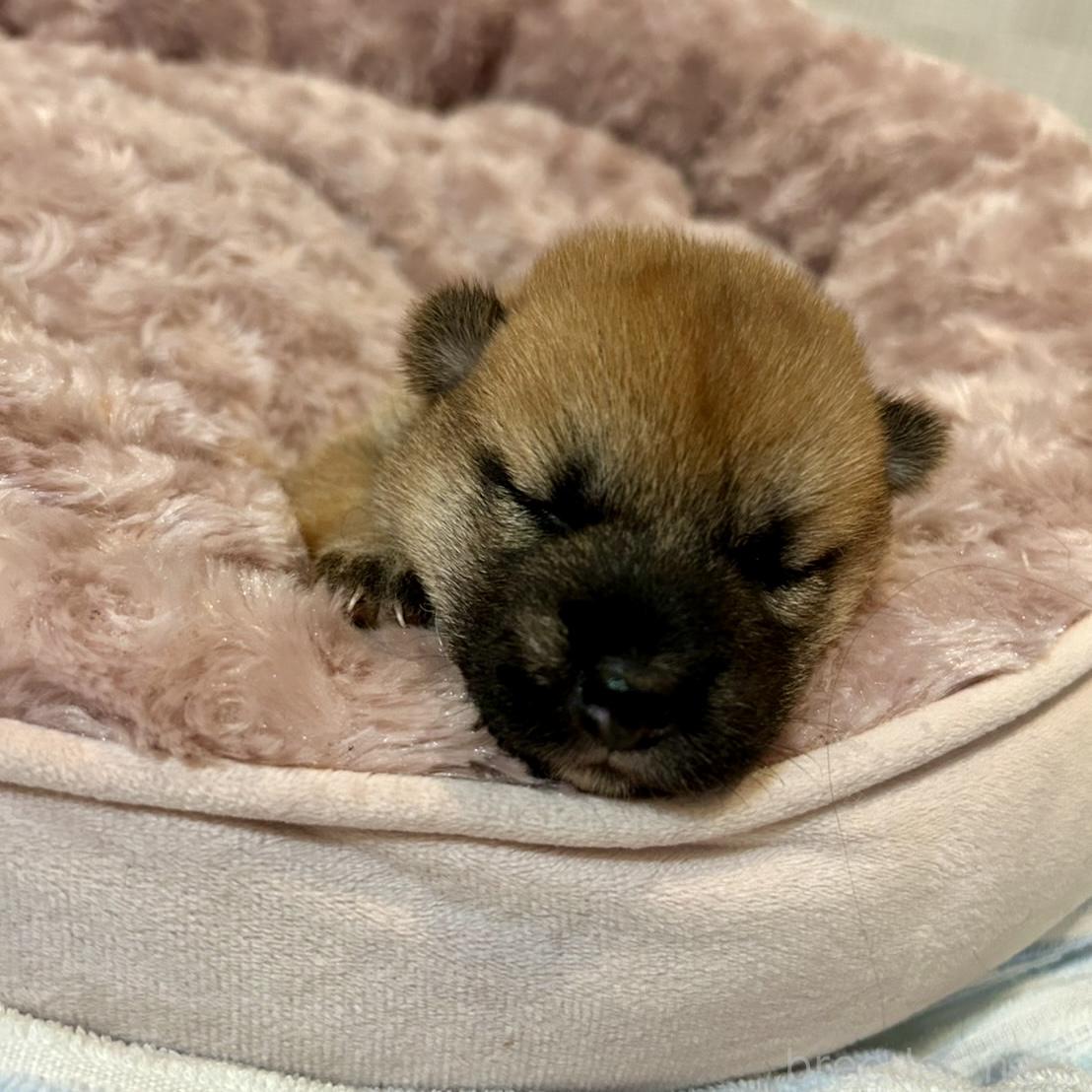 販売中の大阪府の柴犬-399628の1枚目