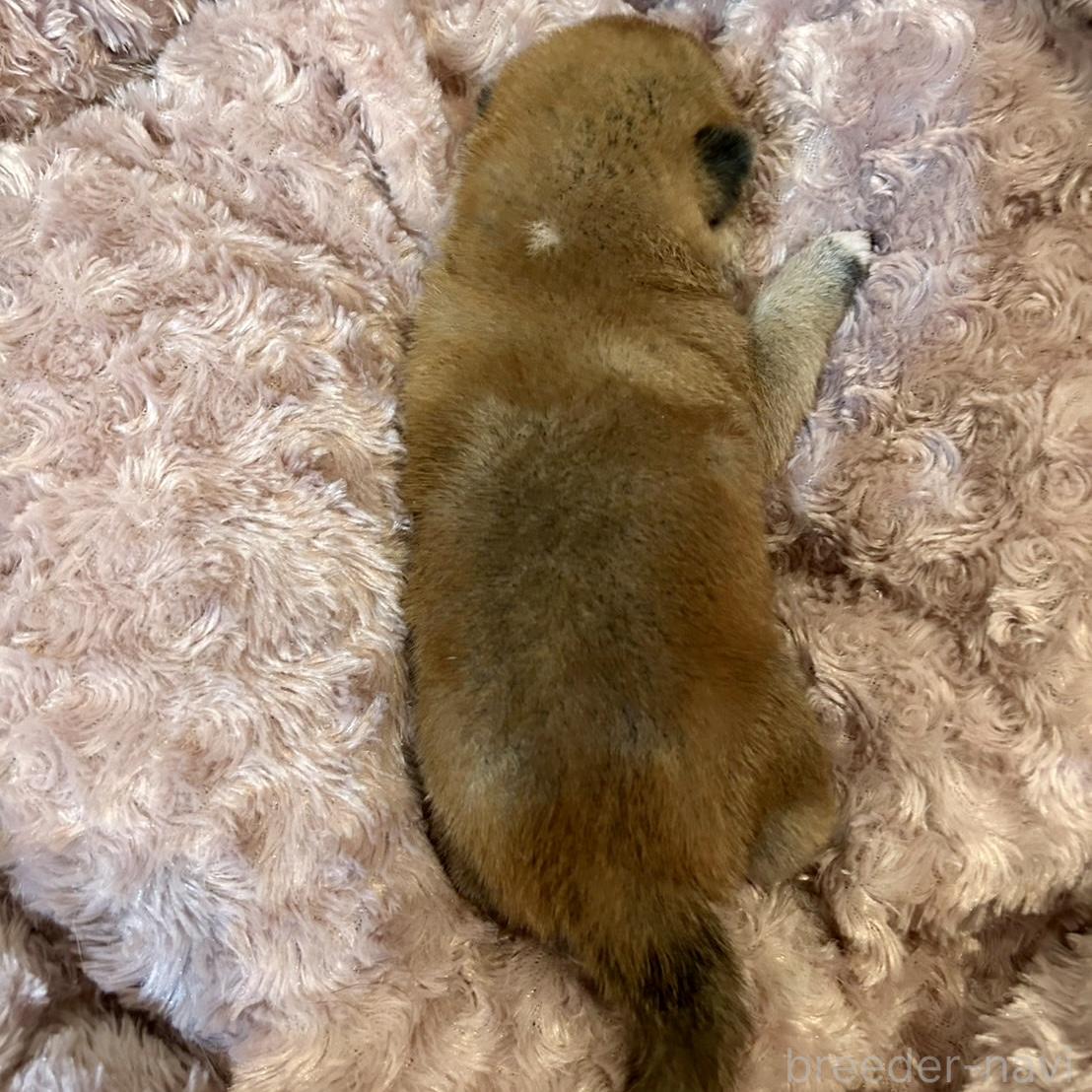 販売中の大阪府の柴犬-399628の4枚目