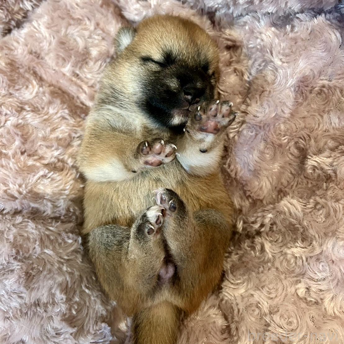 販売中の大阪府の柴犬-399628の3枚目