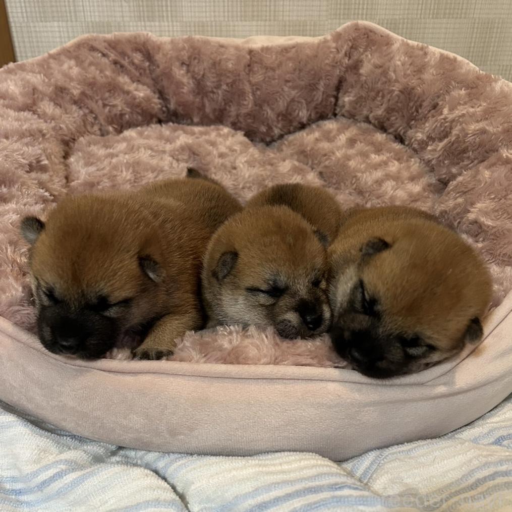 販売中の大阪府の柴犬-399629の3枚目