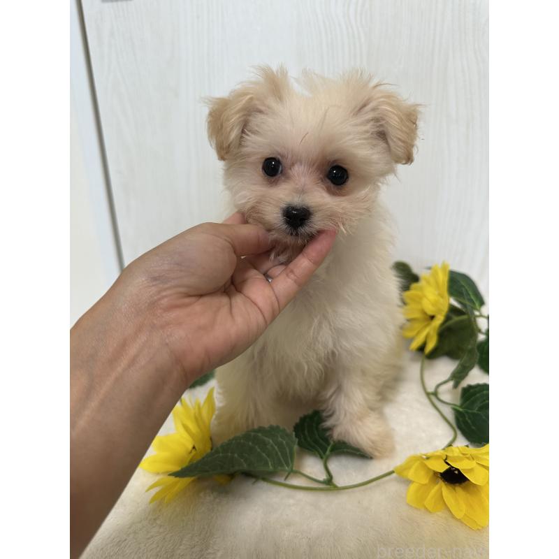 販売中の兵庫県のミックス犬-387101