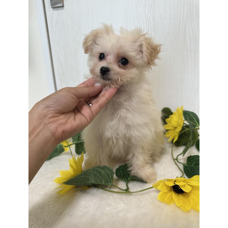 販売中の兵庫県のミックス犬-387101の3枚目