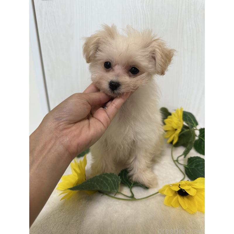 販売中の兵庫県のミックス犬-387101の2枚目
