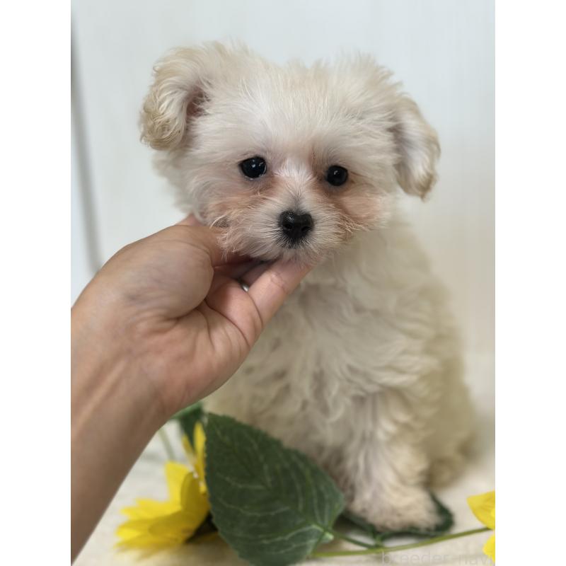 成約済の兵庫県のミックス犬-387096の1枚目