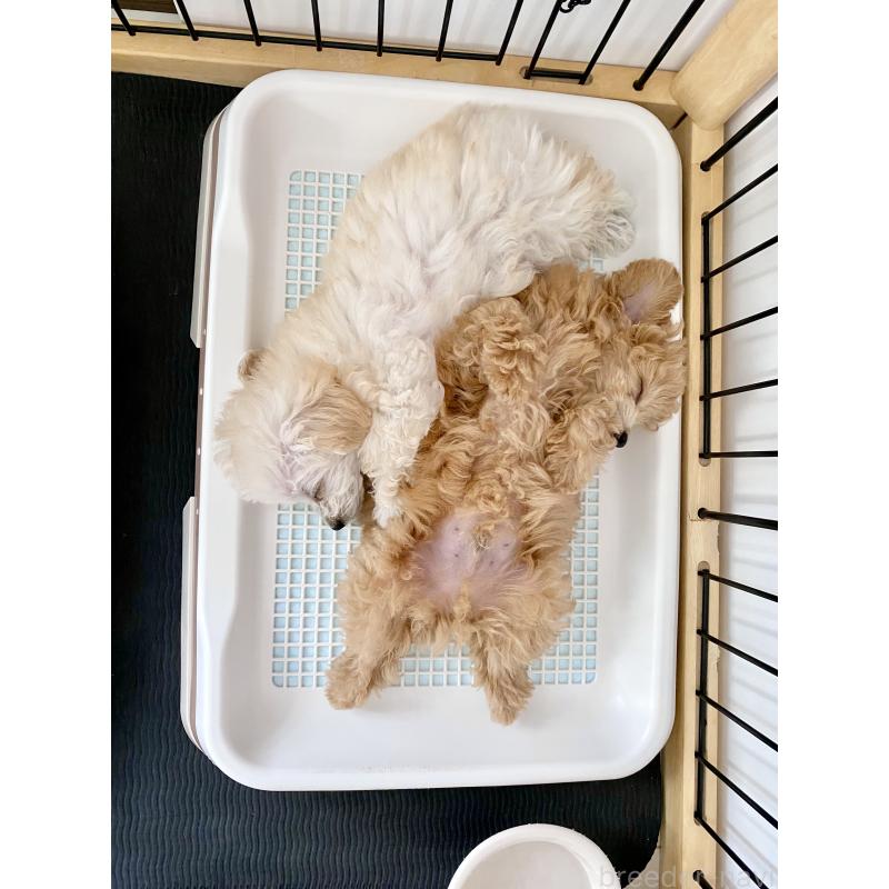 成約済の岐阜県のティーカッププードル-399194の4枚目