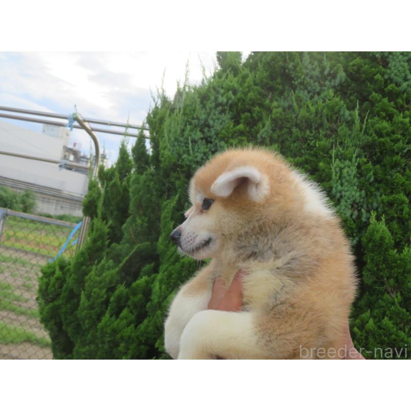 販売中の香川県の秋田犬-399650の3枚目