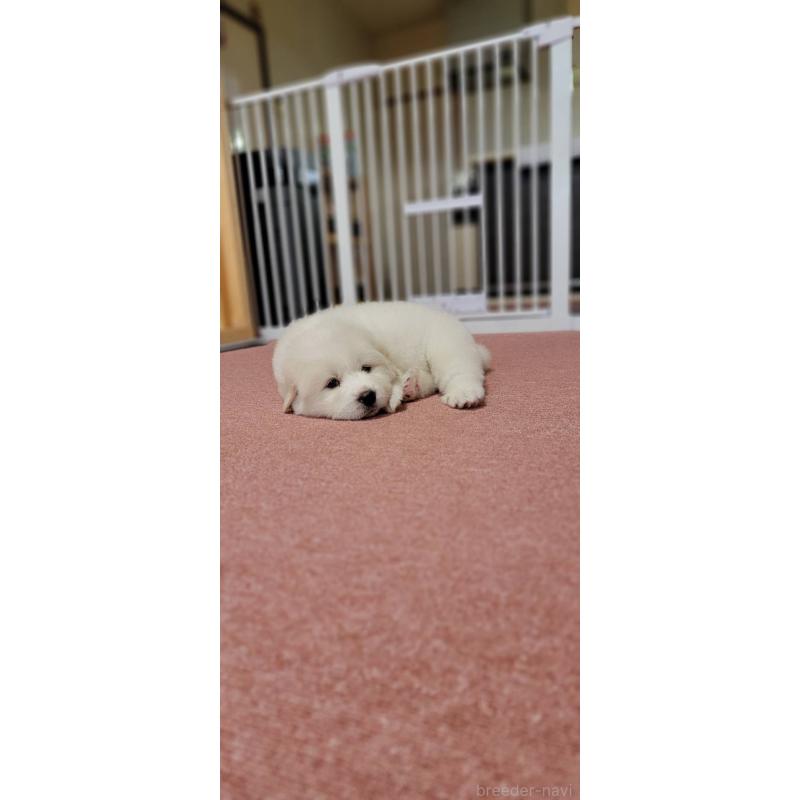販売中の三重県のグレートピレニーズ-399655の2枚目