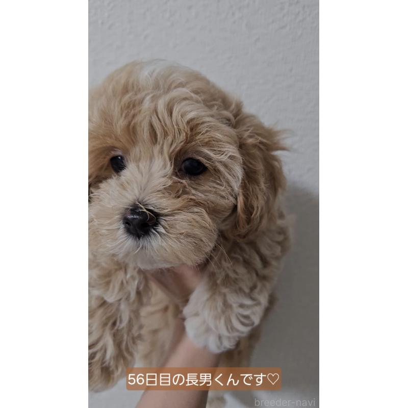成約済の熊本県のマルプー:マルチーズ×トイプードル-396326の7枚目