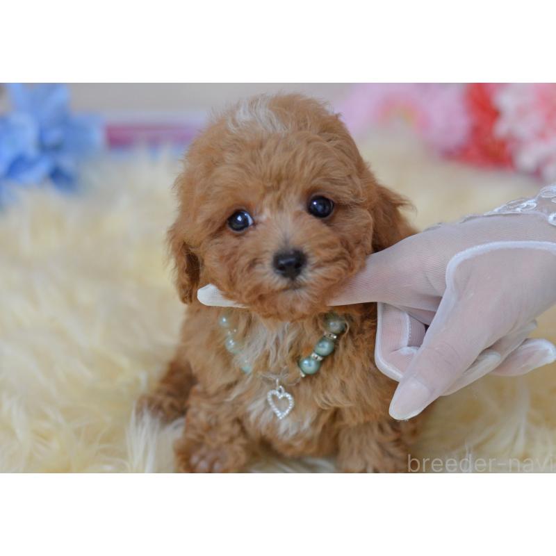 成約済の埼玉県のミックス犬-399259の6枚目