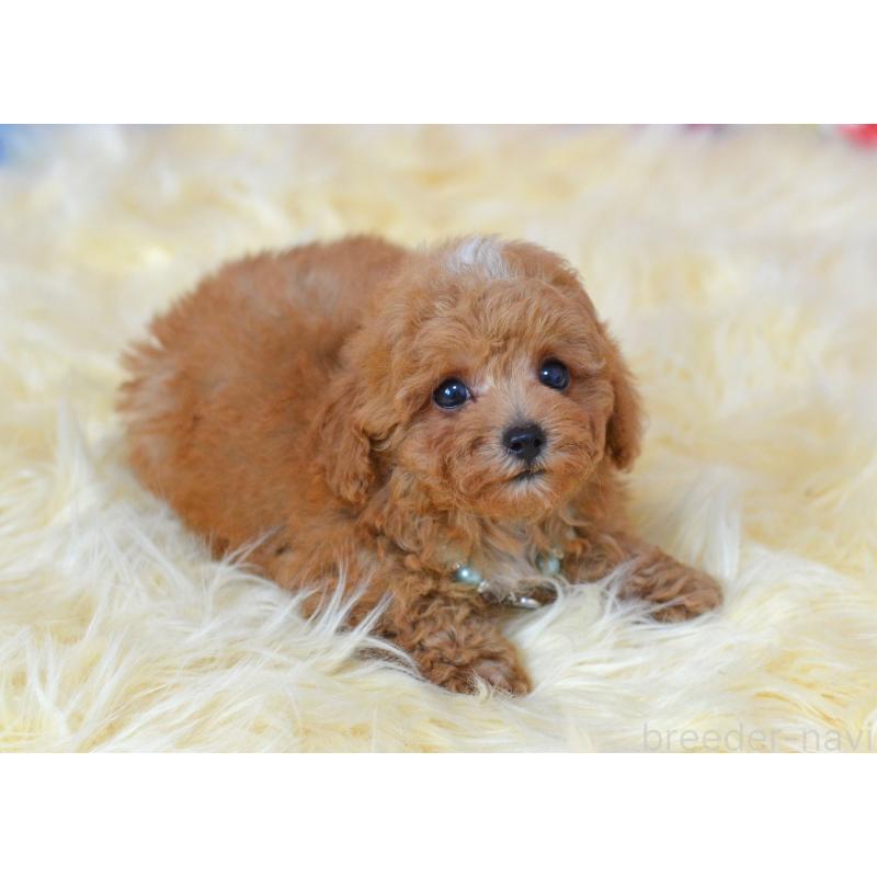 成約済の埼玉県のミックス犬-399259の4枚目