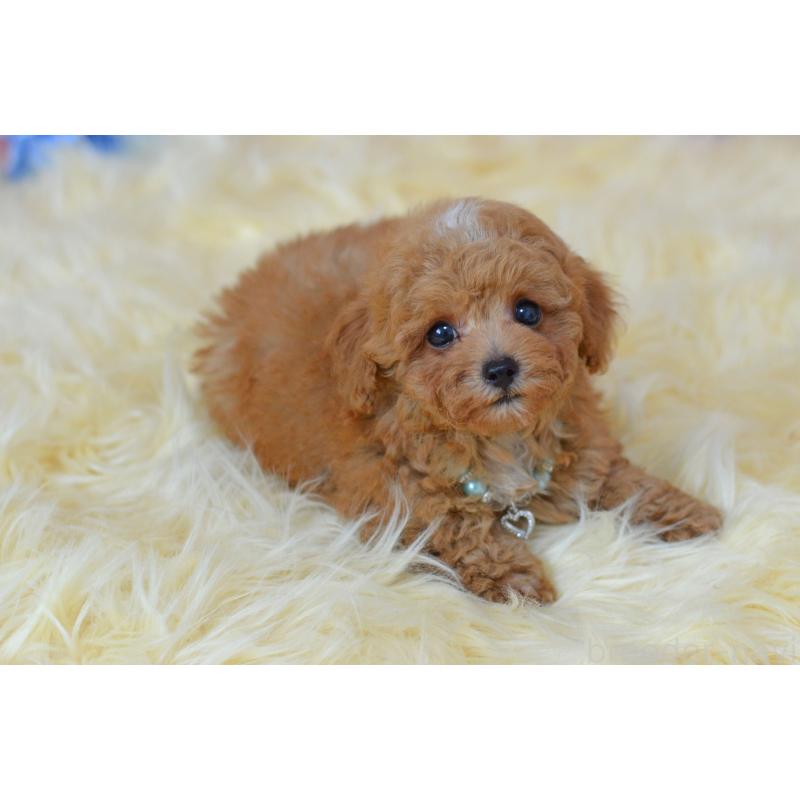 成約済の埼玉県のミックス犬-399259の2枚目