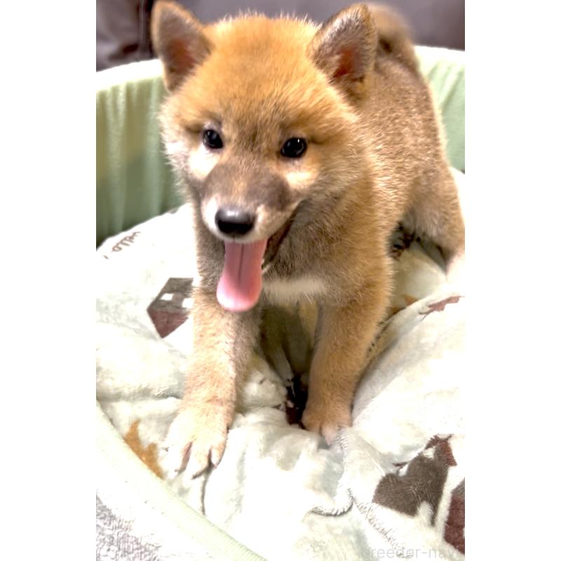 販売中の奈良県の豆柴-384483の2枚目